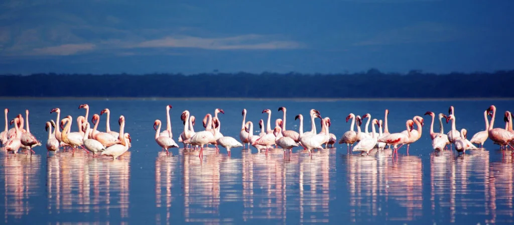 Lake Nakuru National Park