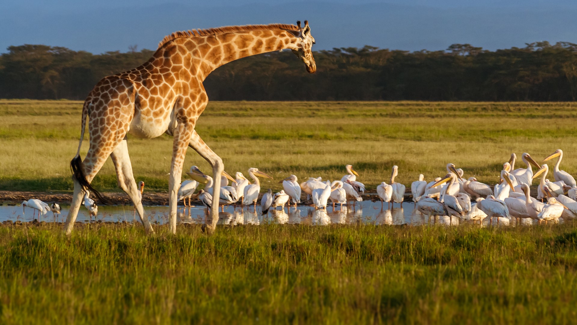 Lake Nakuru National Park