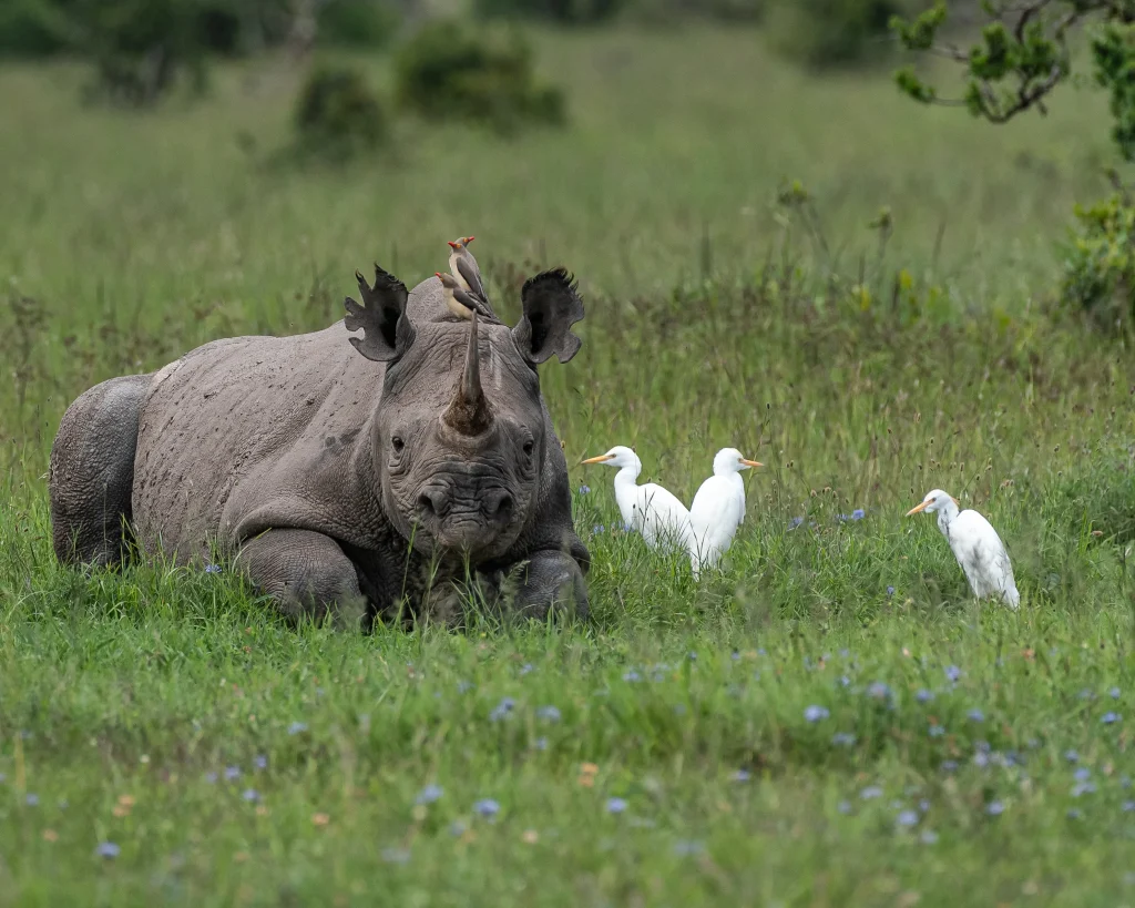 Ol Pejeta Conservancy