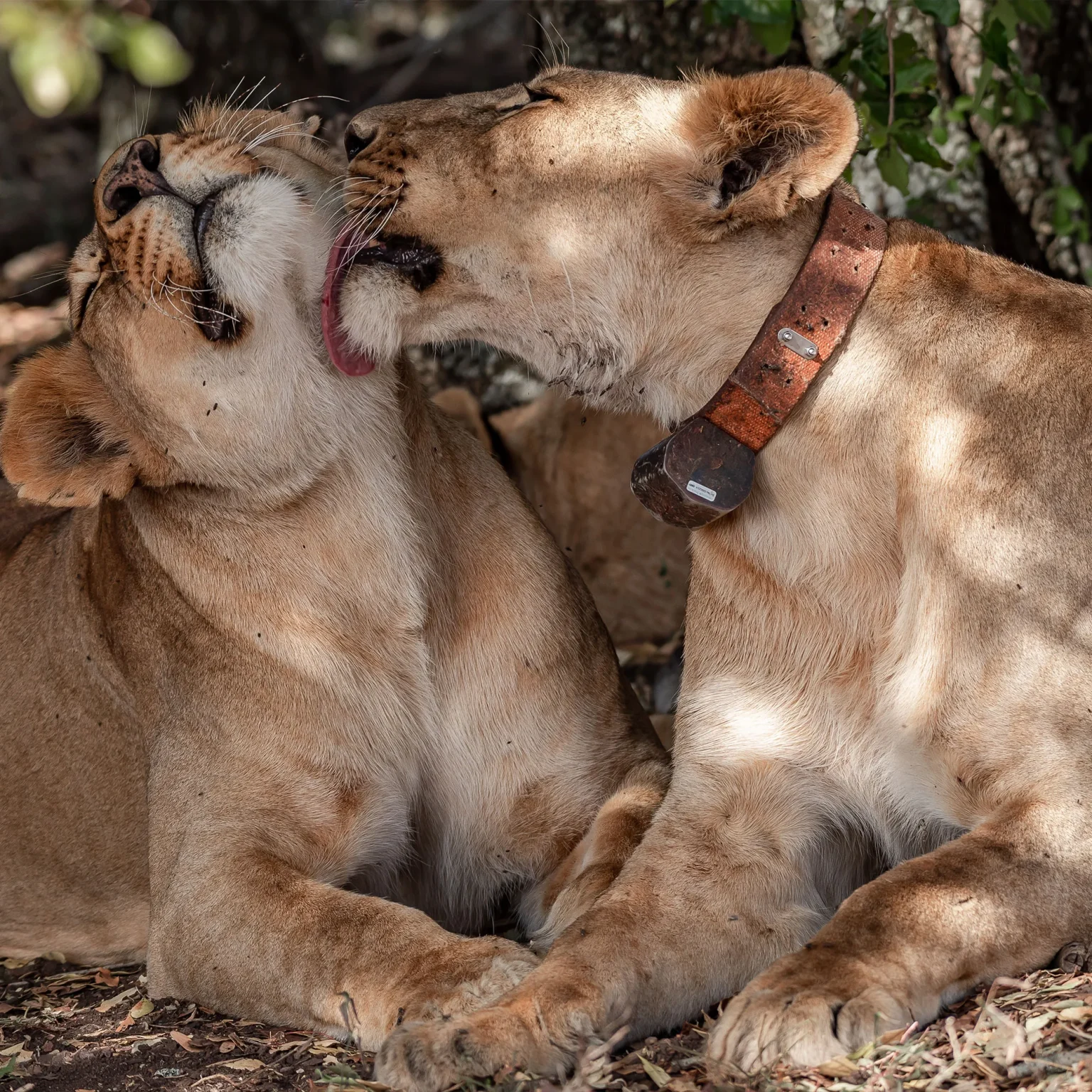 Ol Pejeta Conservancy