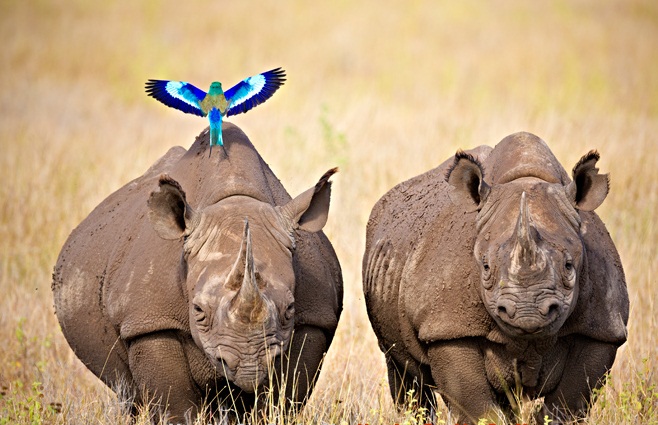 Ol Pejeta Conservancy