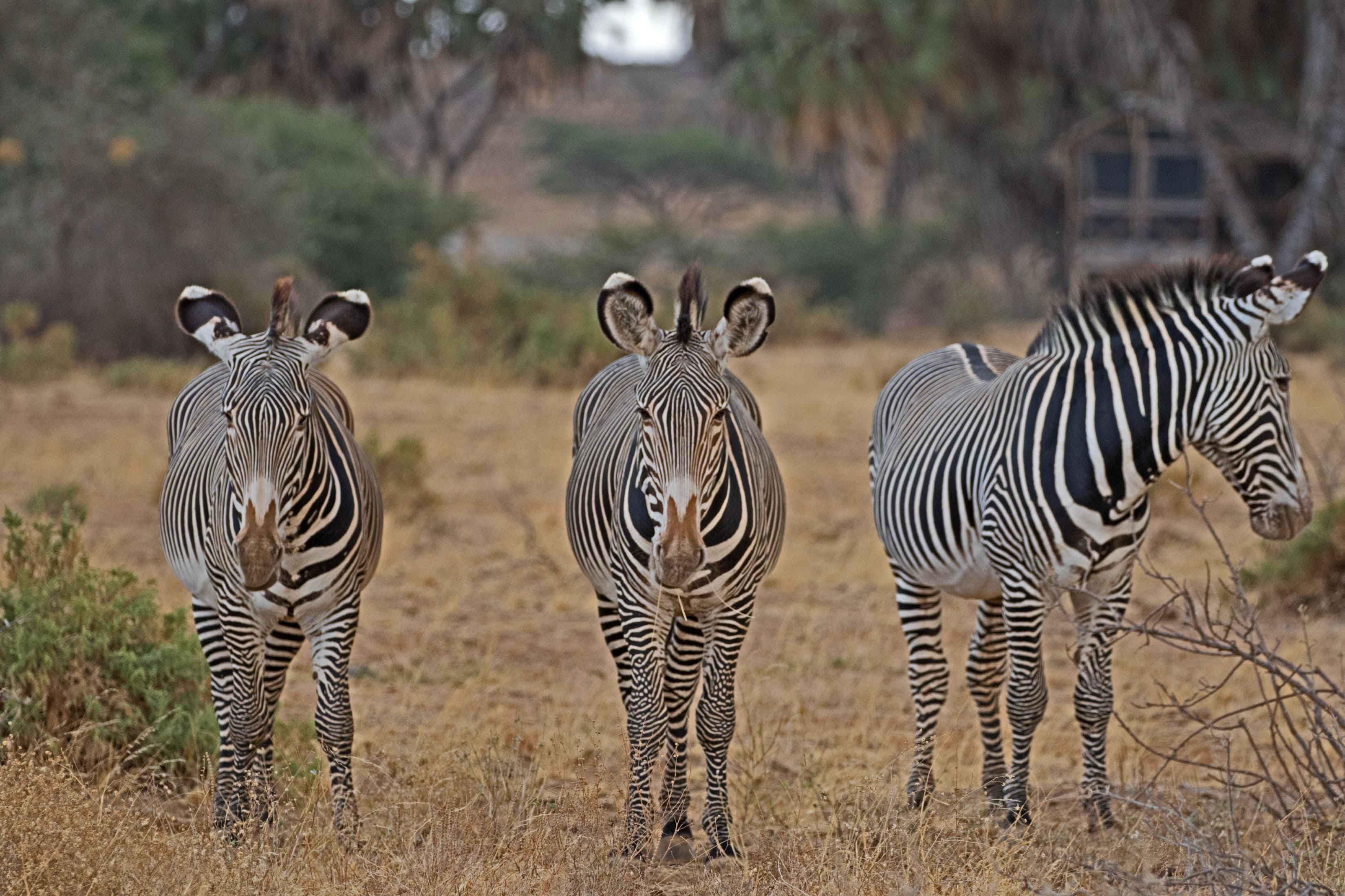 Samburu National Reserve