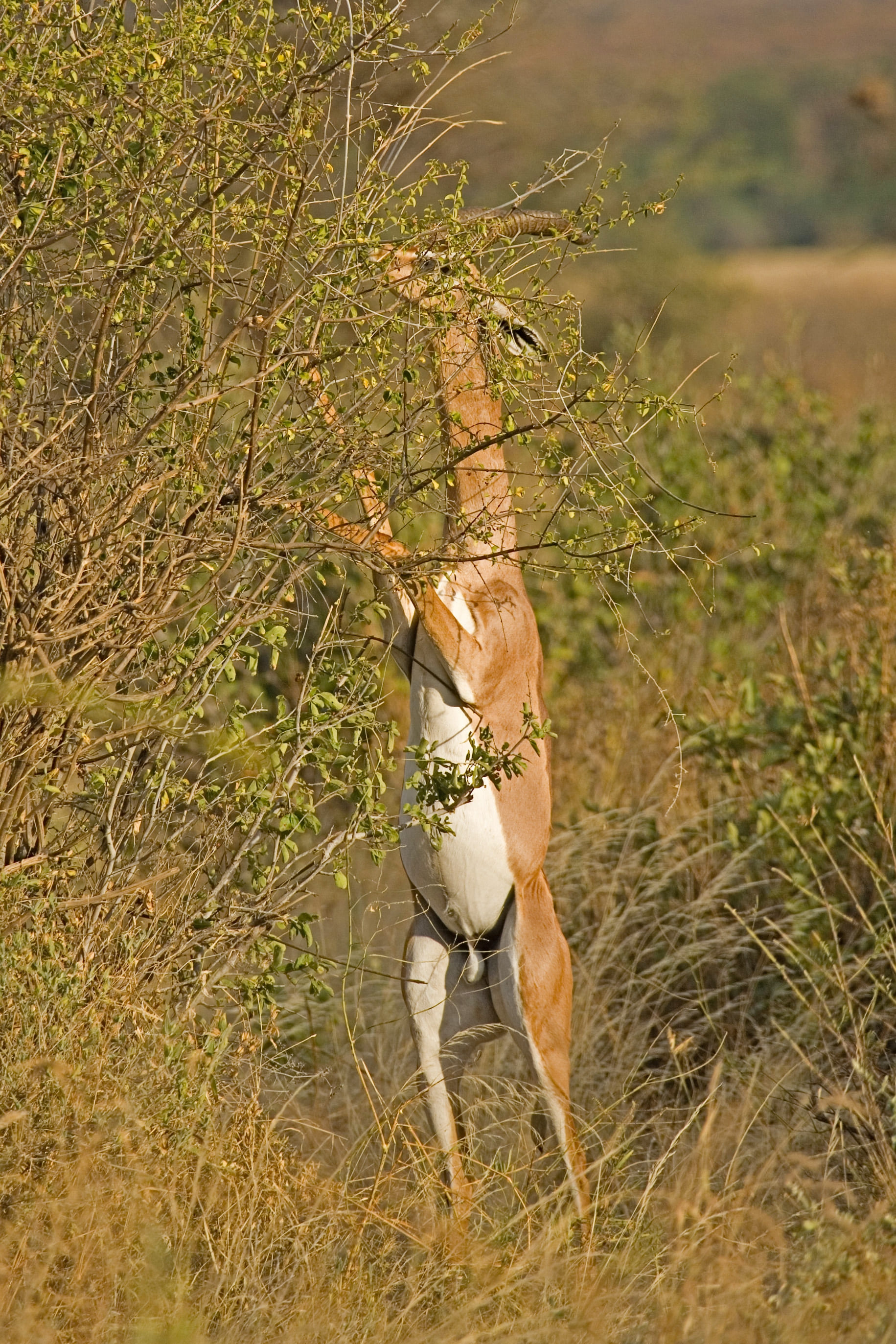 Samburu National Reserve