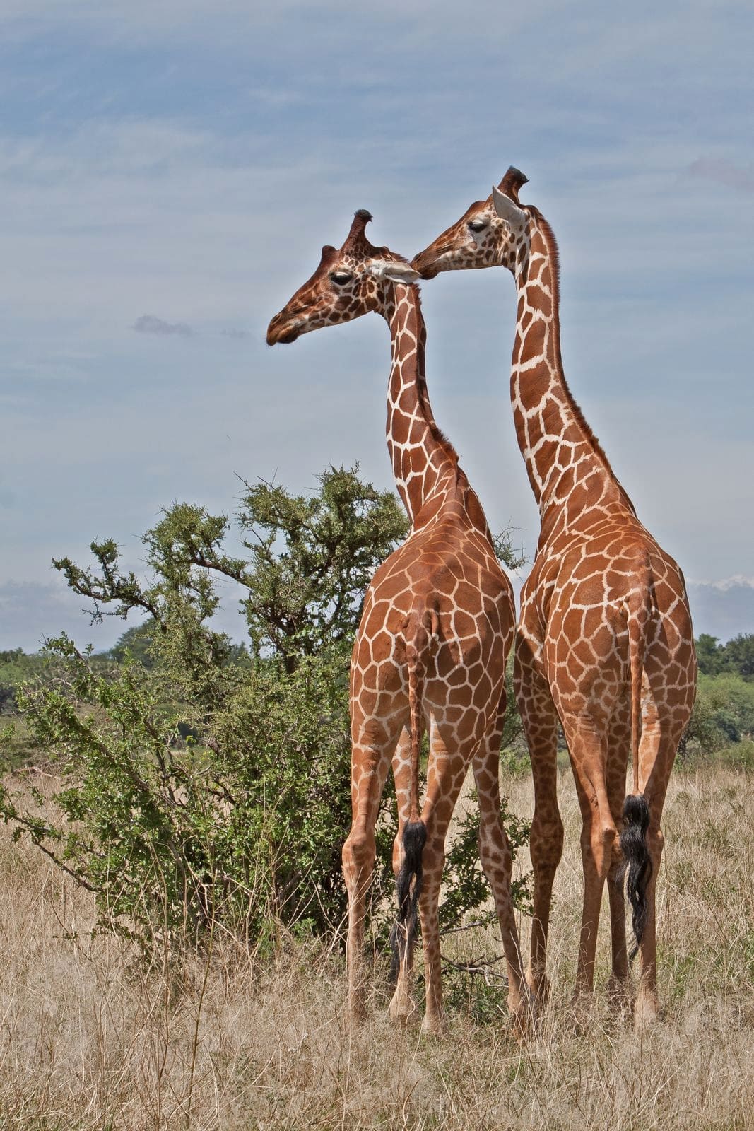 Samburu National Reserve