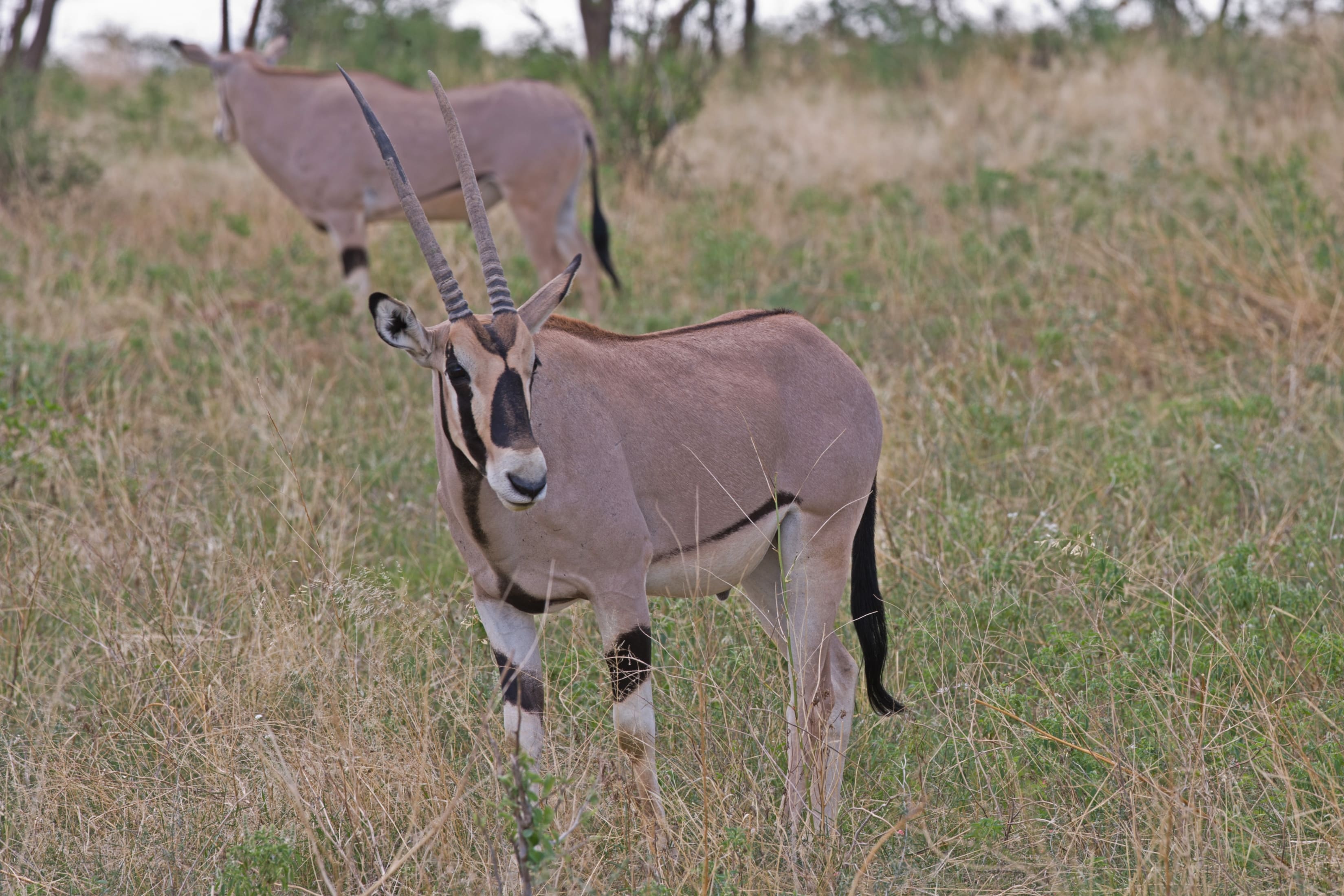 Samburu National Reserve