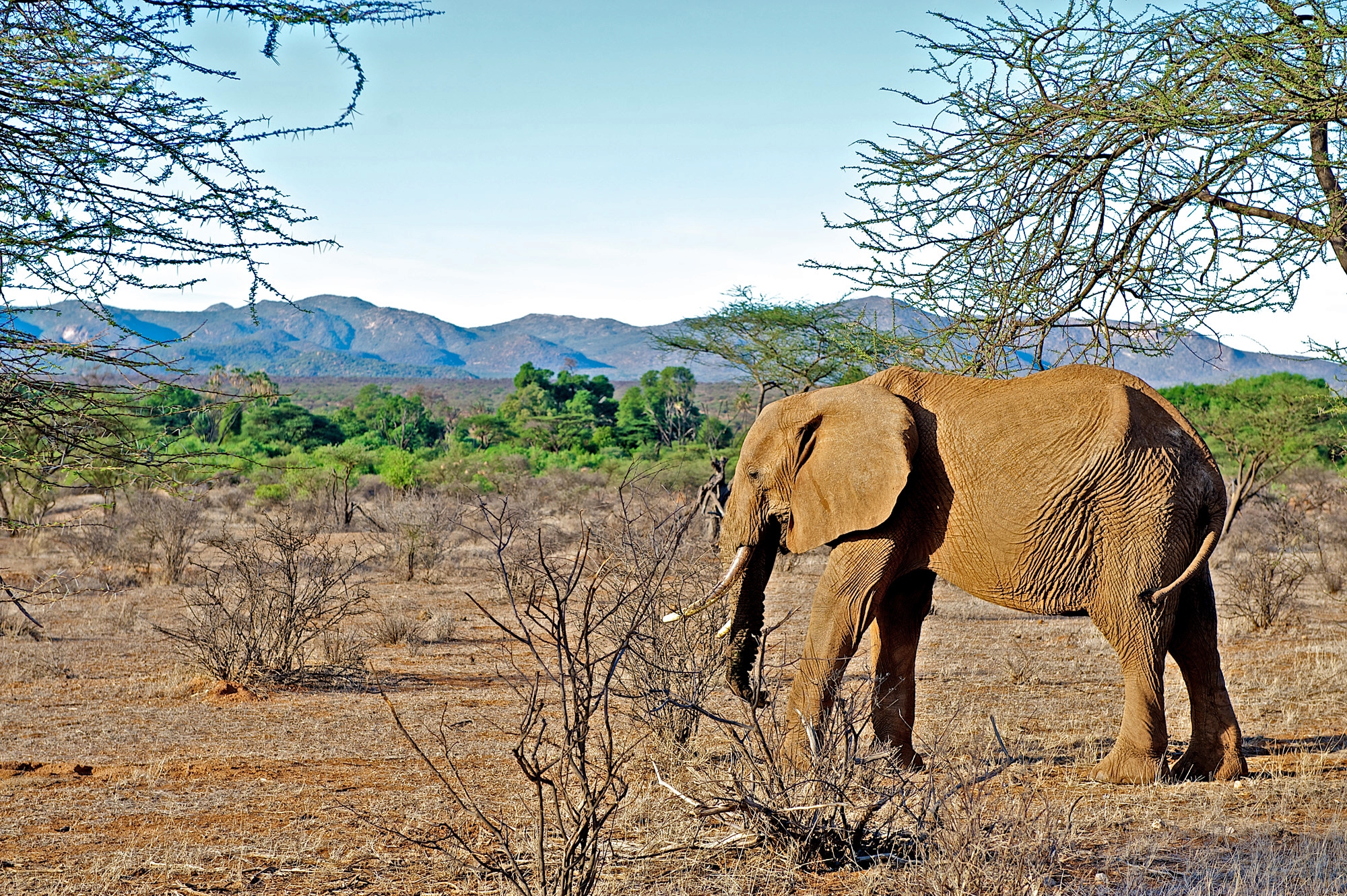 Samburu National Reserve