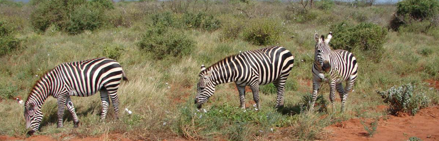 Tsavo East National Park