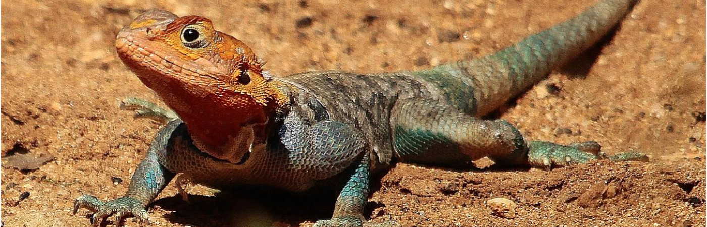 Tsavo West National Park