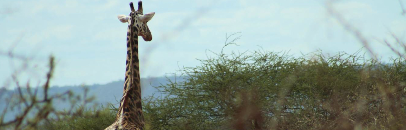 Tsavo West National Park