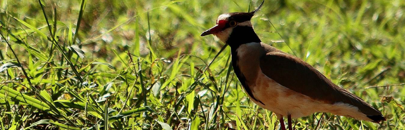 Tsavo West National Park
