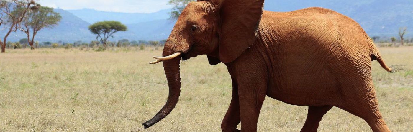Tsavo West National Park