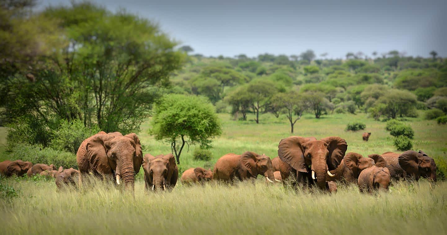 13 Days High-End East Africa Safari with Flights Included